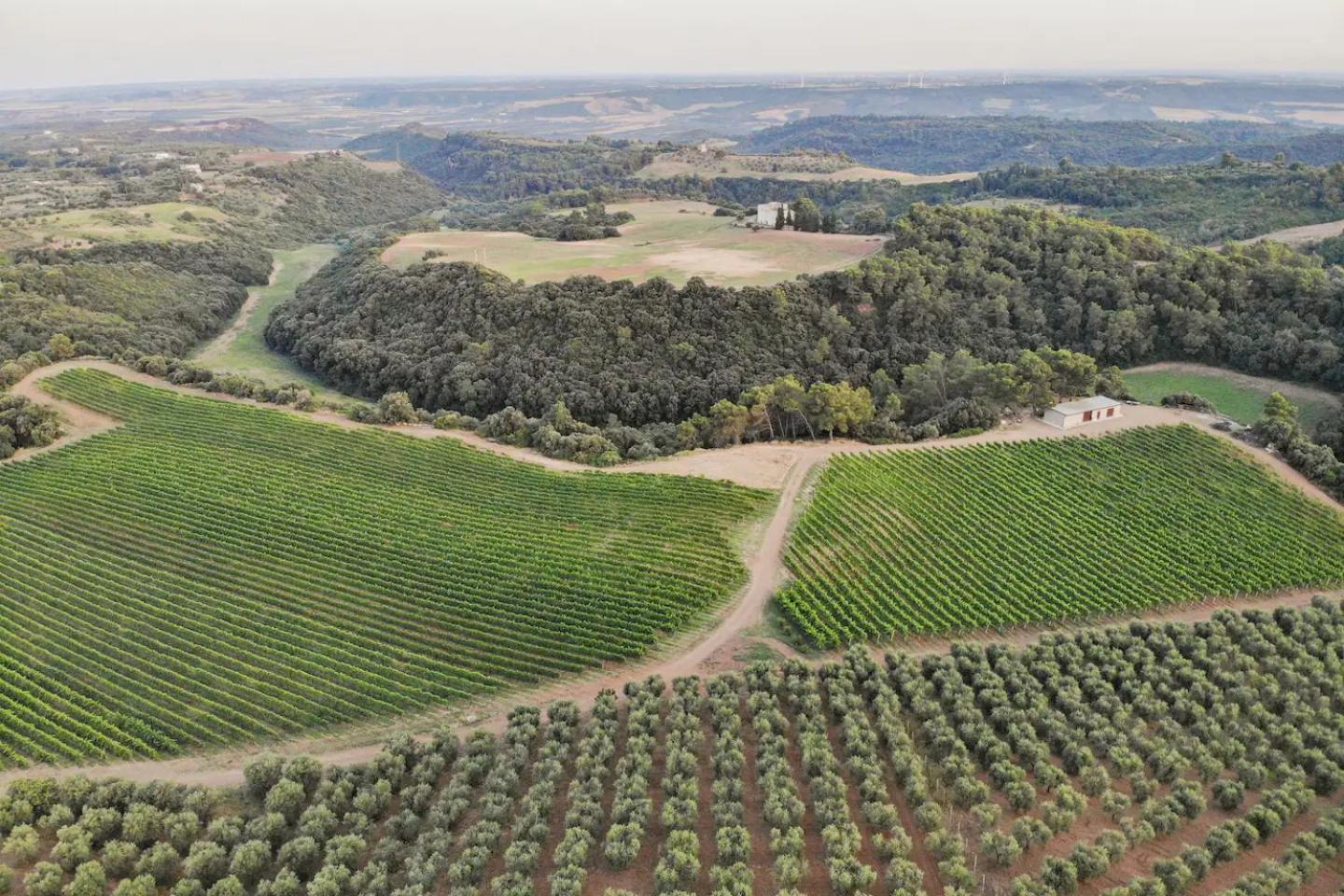 La Volpe E L'Uva Dimore Montescaglioso Dış mekan fotoğraf